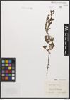 Foto von Salix caesia Vill.